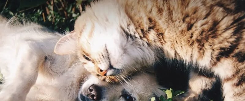 Perros y gatos - Leales