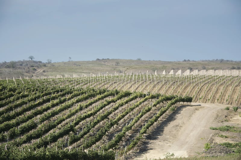 Uribe Schwarzkopf - uSpots-Bodega Dos Hemisferios
