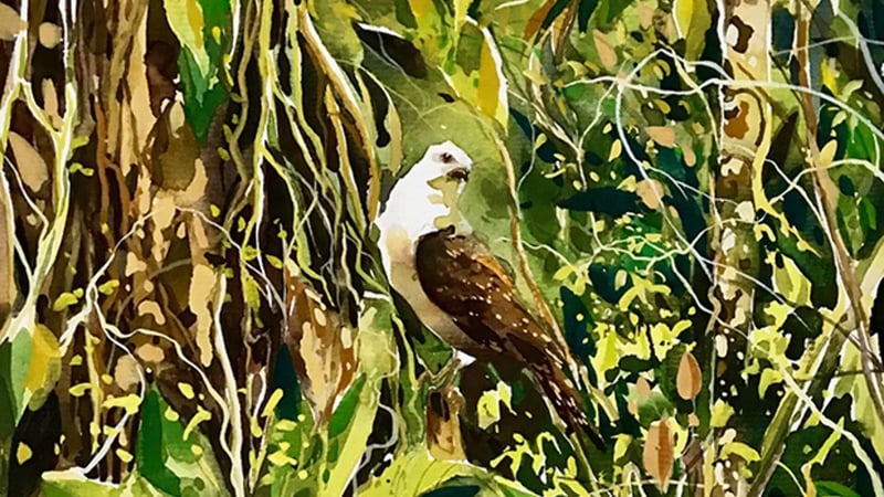 uspots-arte-verdezoto-1